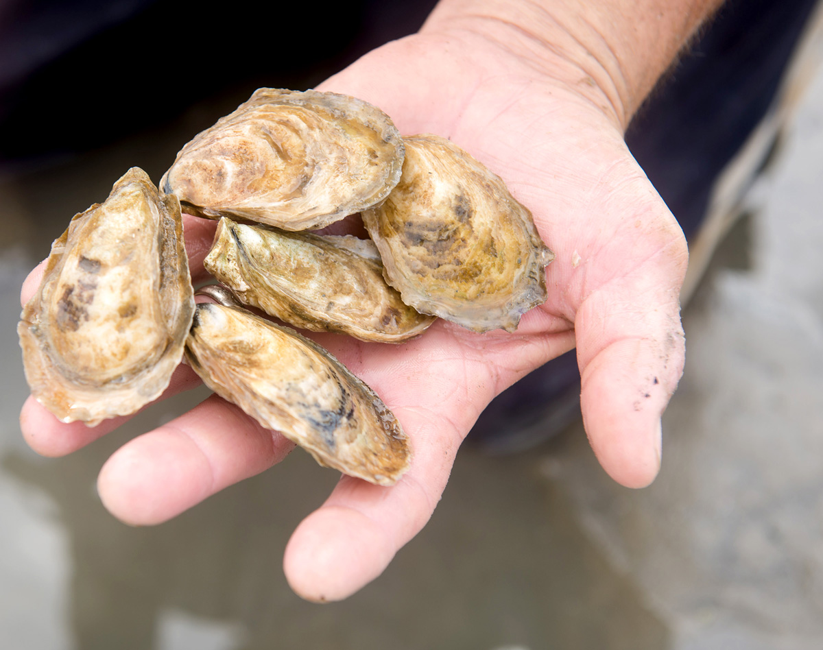 Georgia-grown oysters