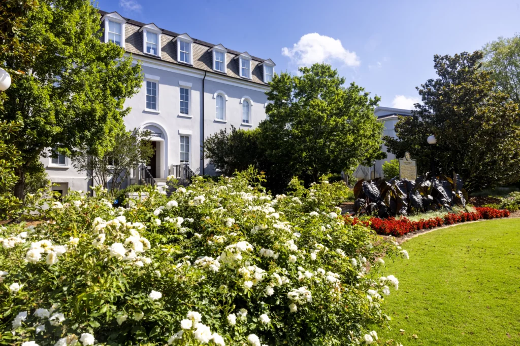 A white historic building with dormer windows behind blooming white roses and a green lawn on UGA’s campus