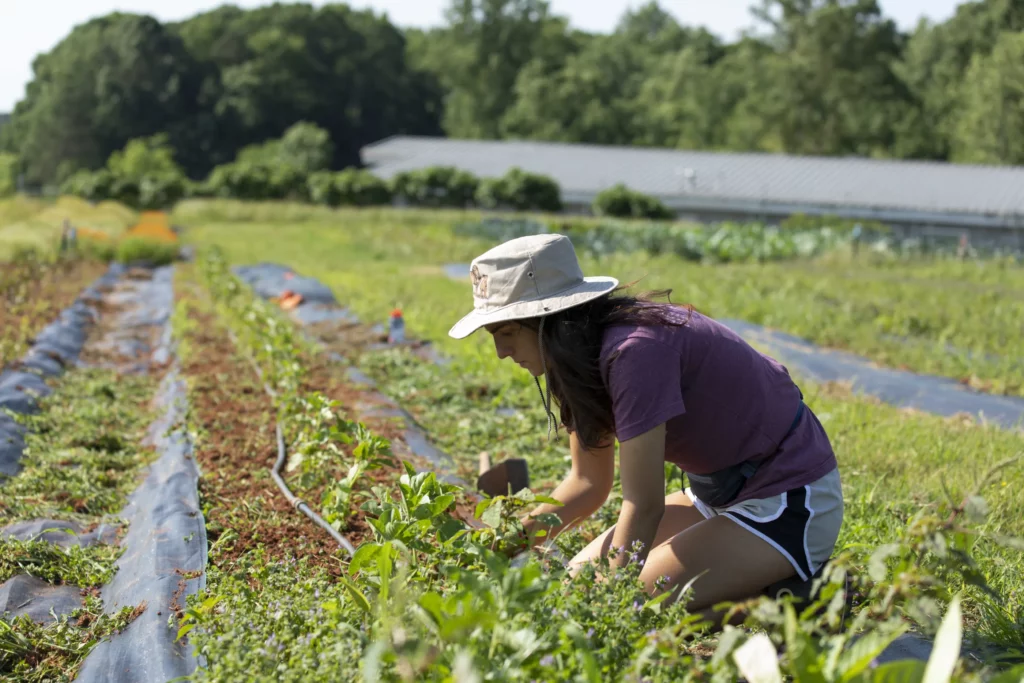 A student in a sun hat kneels between rows of crops, tending plants at a farm field